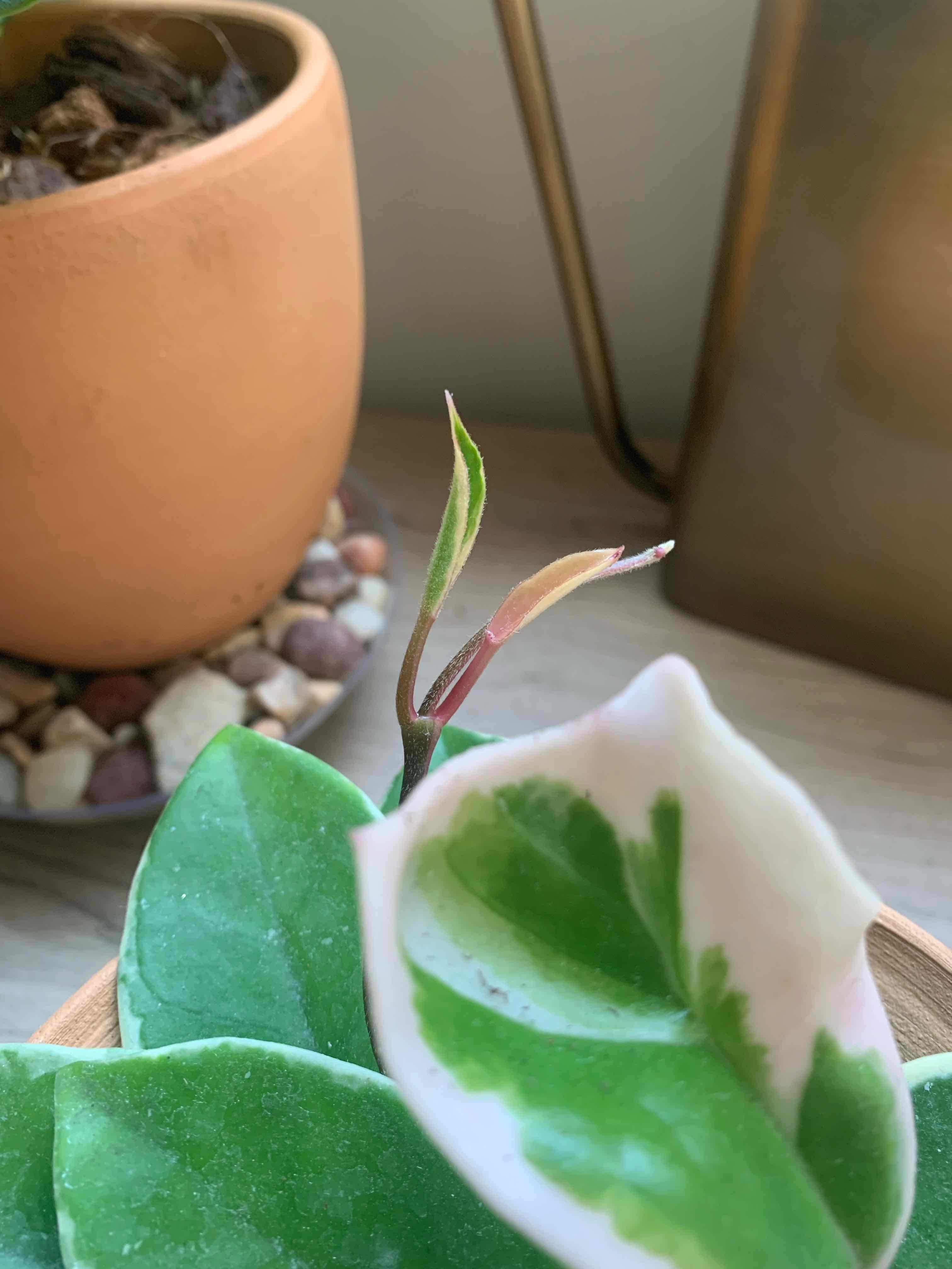 Hoya Krimson Queen plant with variegated leaves in a pot, partially visible soil.