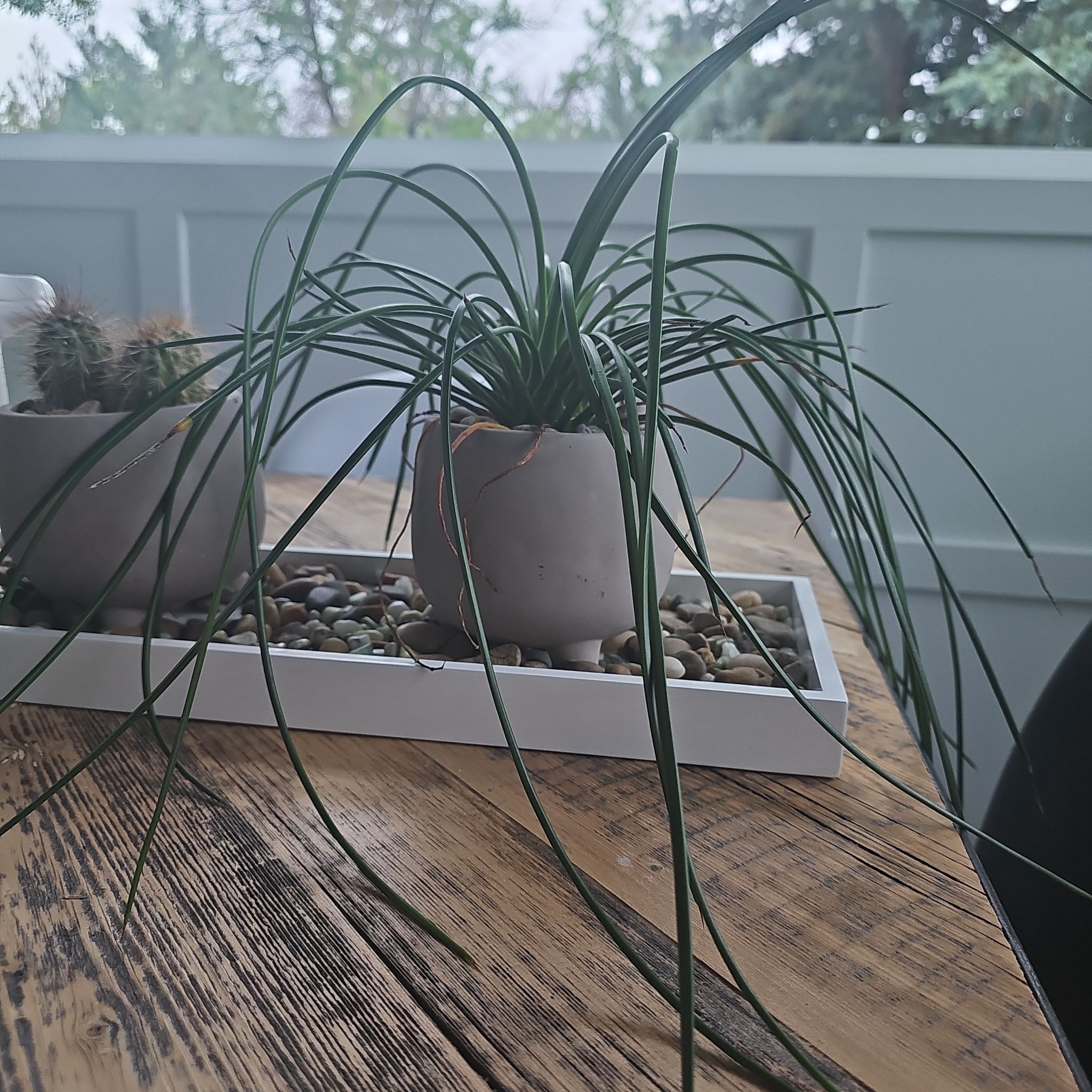 Photo of the plant species Agave Geminiflora by @DoubtlessLychee named Anne on Greg, the plant care app