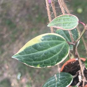 Photo of the plant species Hoya macrophylla 'Albomarginata' by @SolidlyWoodruff named Achilles on Greg, the plant care app