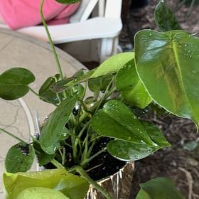 Photo of the plant species tree philodendron by @FacileTreeonion named Bigleef Smalls on Greg, the plant care app