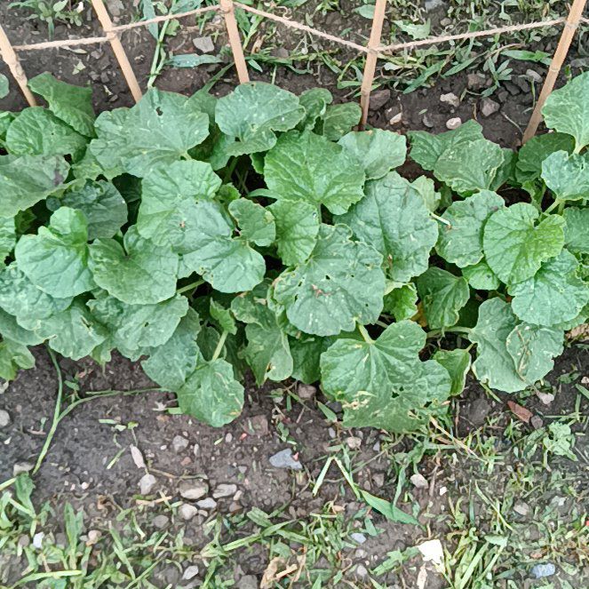 Photo of the plant species Doubleclaw by @ConcretePapaya named Muhammad Ali on Greg, the plant care app