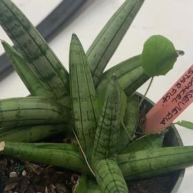 Photo of the plant species sanseveria starfish by @RichlyBoglaurel named Michelle Branch on Greg, the plant care app