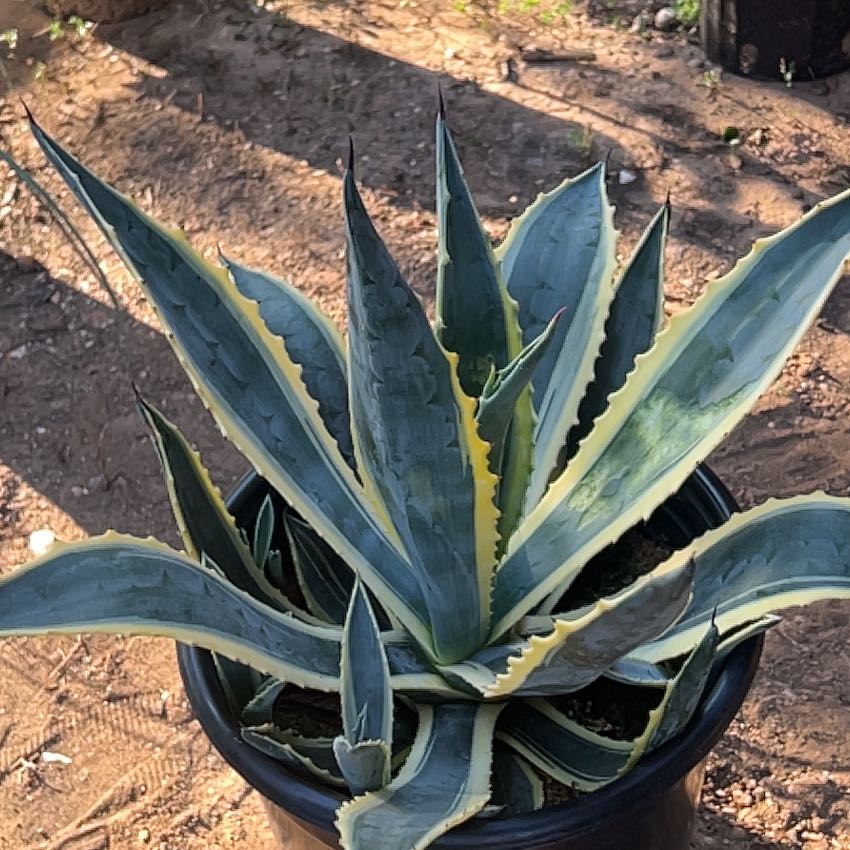 Photo of the plant species Agave americana 'Matsumoto Variegata' by @ZappyBabytoes named Sahara on Greg, the plant care app