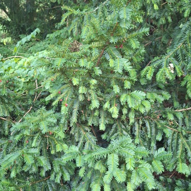 Photo of the plant species Silver Fir by @YiftFalsewillow named Harper on Greg, the plant care app