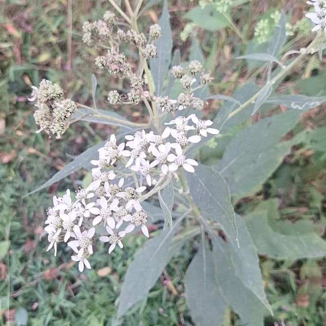Photo of the plant species White Crownbeard by @YiftFalsewillow named Naomi on Greg, the plant care app