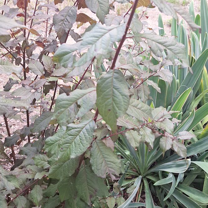 Photo of the plant species Cherry Plum by @YiftFalsewillow named Achilles on Greg, the plant care app