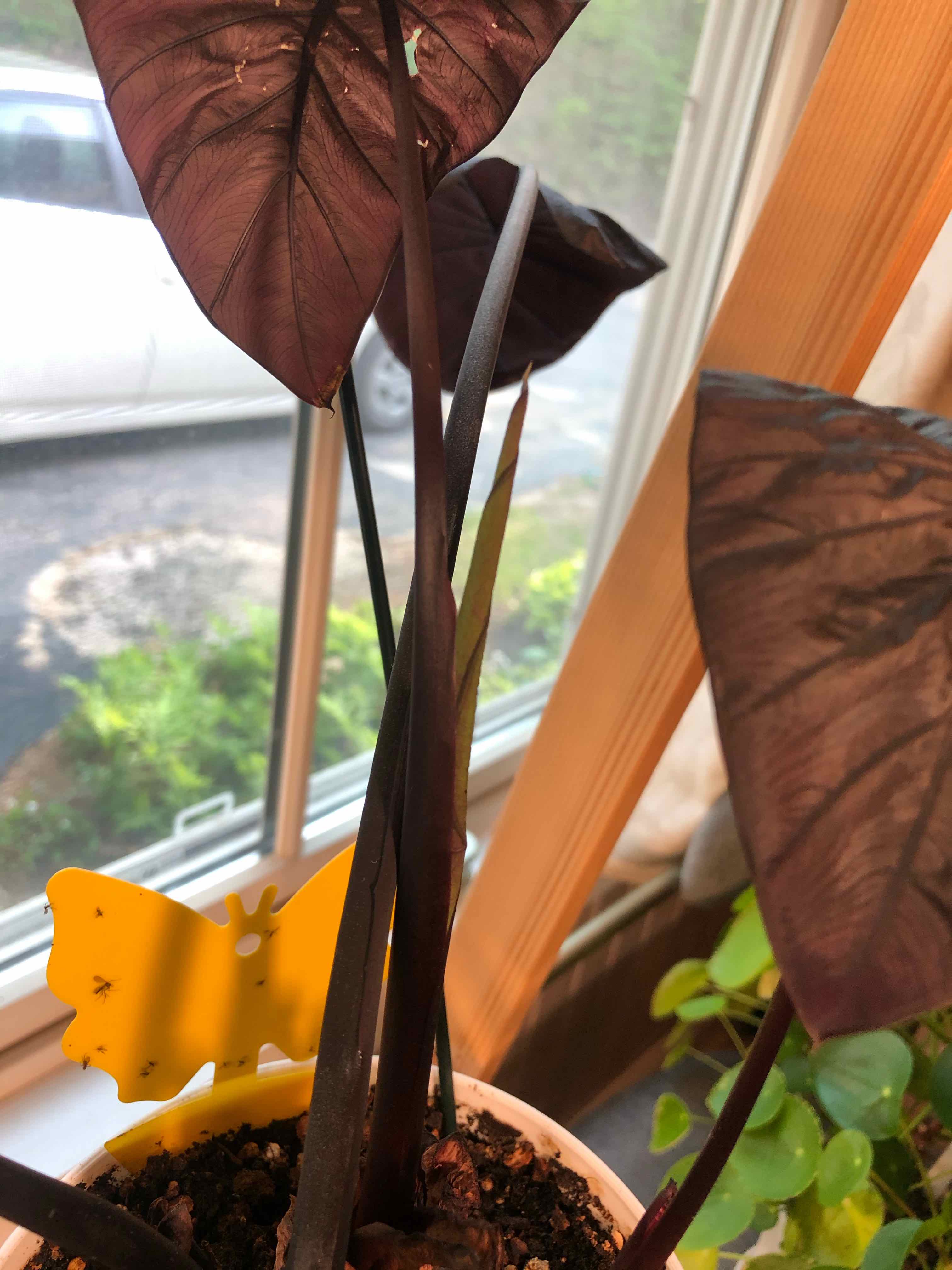 Taro plant with dark purple leaves in a pot near a window, with a yellow butterfly-shaped plant marker.