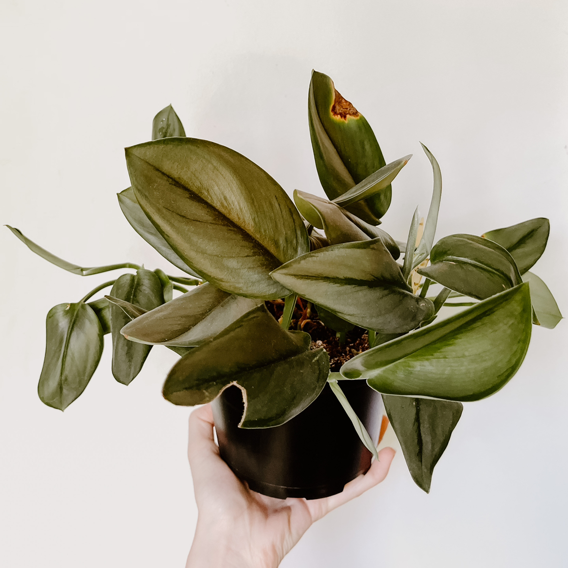 Scindapsus treubii 'Moonlight' plant with healthy green leaves and some browning, held by a hand.