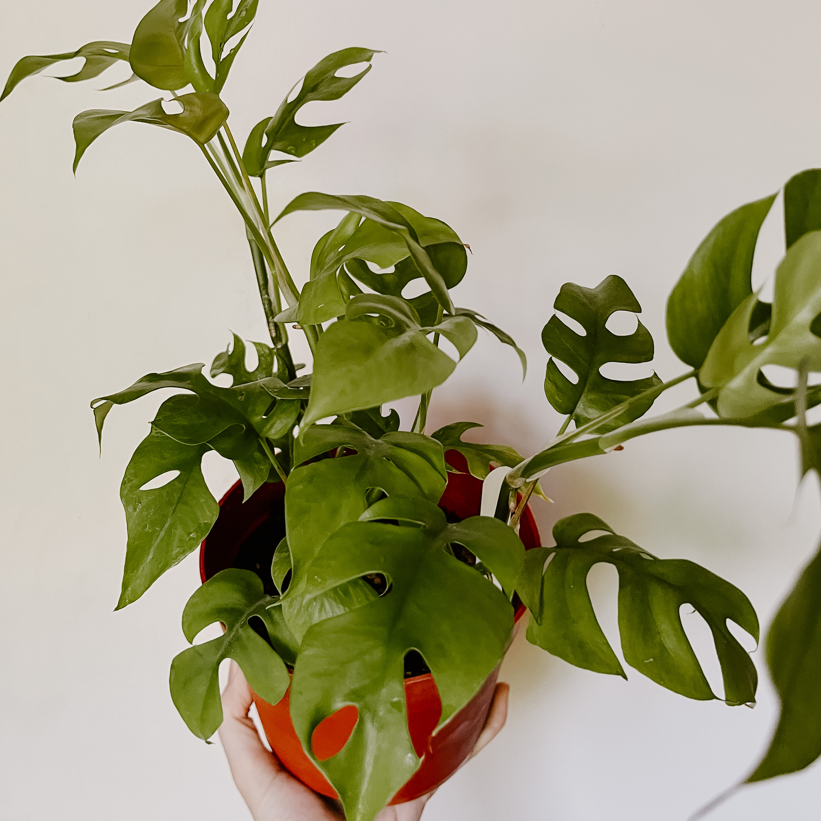 Mini Monstera plant photo by @sierraplatte named Mini Monstera on Greg, the plant care app.