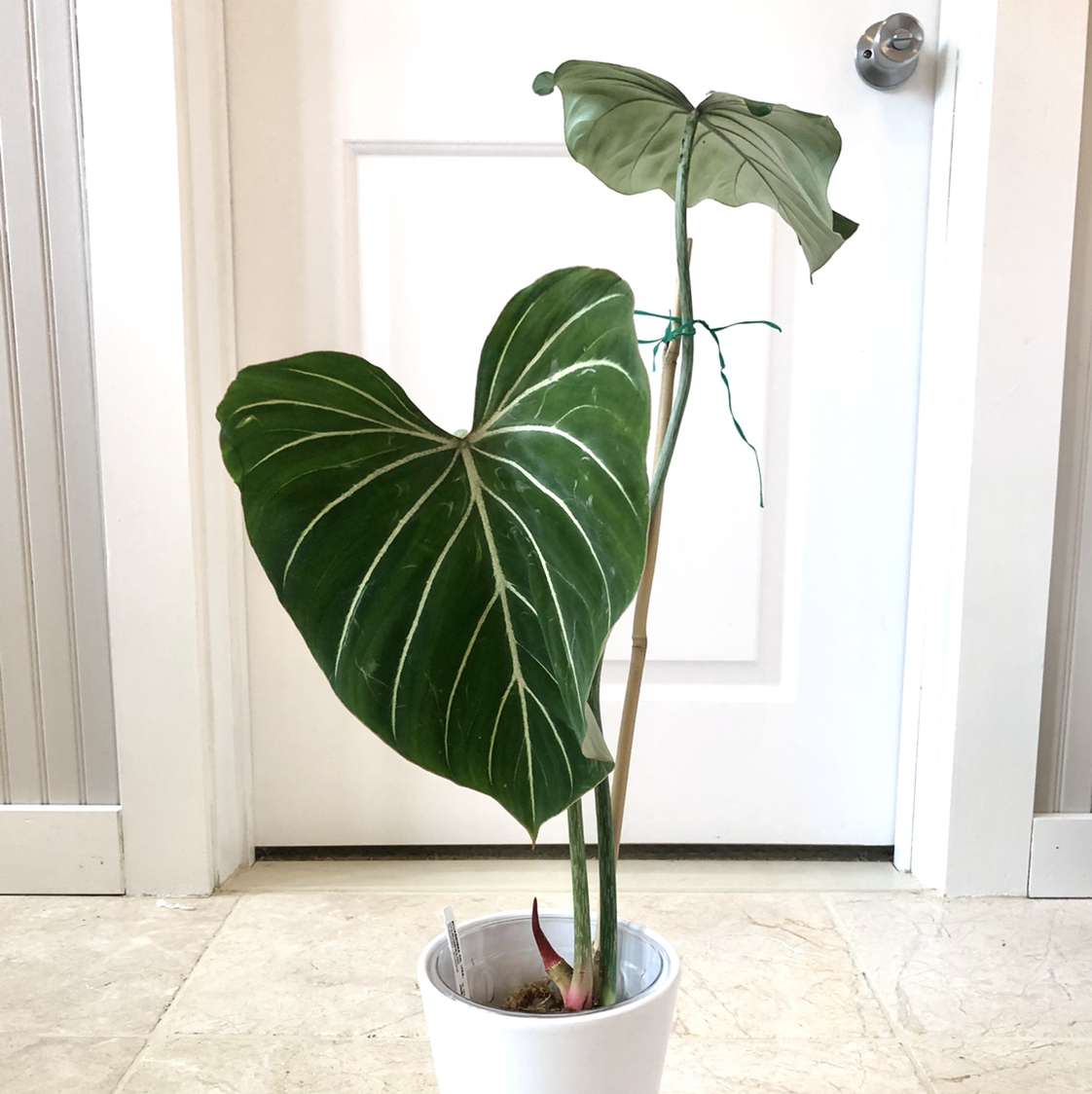 Philodendron gloriosum plant in a white pot with large, heart-shaped leaves and prominent white veins.