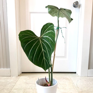 Philodendron gloriosum plant in Somewhere on Earth