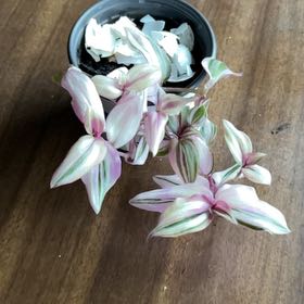 Photo of the plant species Tradescantia Zebrina by @SuperbPossumhaw named Forrest on Greg, the plant care app
