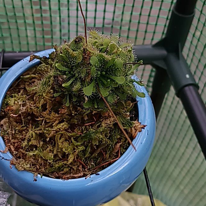 Photo of the plant species Sundew by @FullWhitebryony named Delilah on Greg, the plant care app