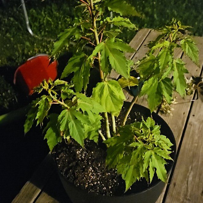 Photo of the plant species Rose Mallow by @WinBowerspinach named Gaga on Greg, the plant care app