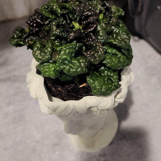 Photo of the plant species Bugleweed by @RealAtlanticivy named Oscar on Greg, the plant care app