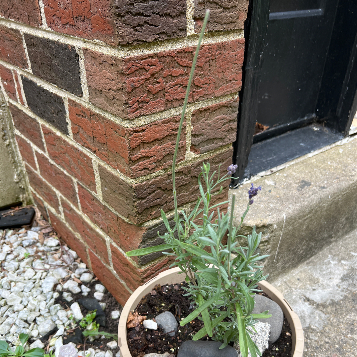 Photo of the plant species Hidcote Blue Lavender by @PleasantDogrose named Gaga on Greg, the plant care app