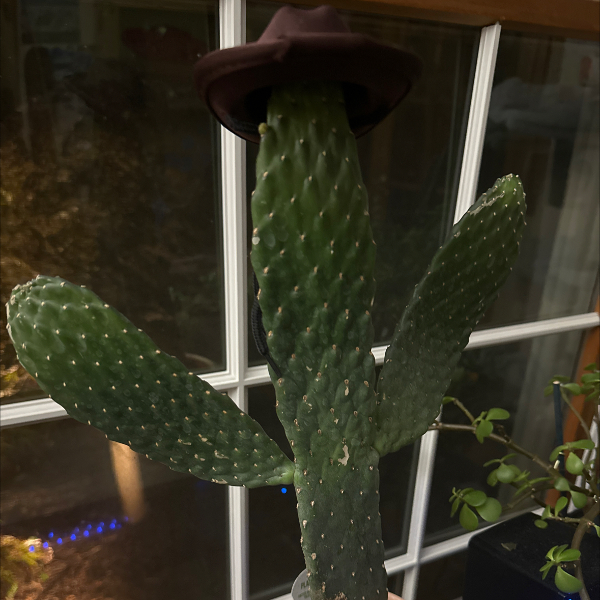 Photo of the plant species Roadkill Cactus by @Legly2000 named Your a good man Arthur Morgan on Greg, the plant care app