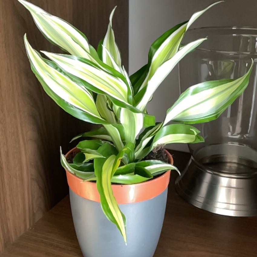 Photo of the plant species Dracaena Kanzi by @CozyLightwood named Naomi on Greg, the plant care app