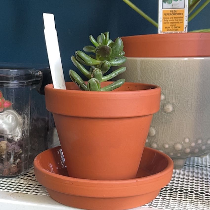 Photo of the plant species Gandalf Jade by @EpitomeSeaoxeye named Gregarious on Greg, the plant care app
