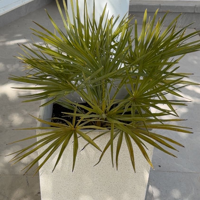 Photo of the plant species Saw Palmetto by @GoldKittenears named Scarlett on Greg, the plant care app