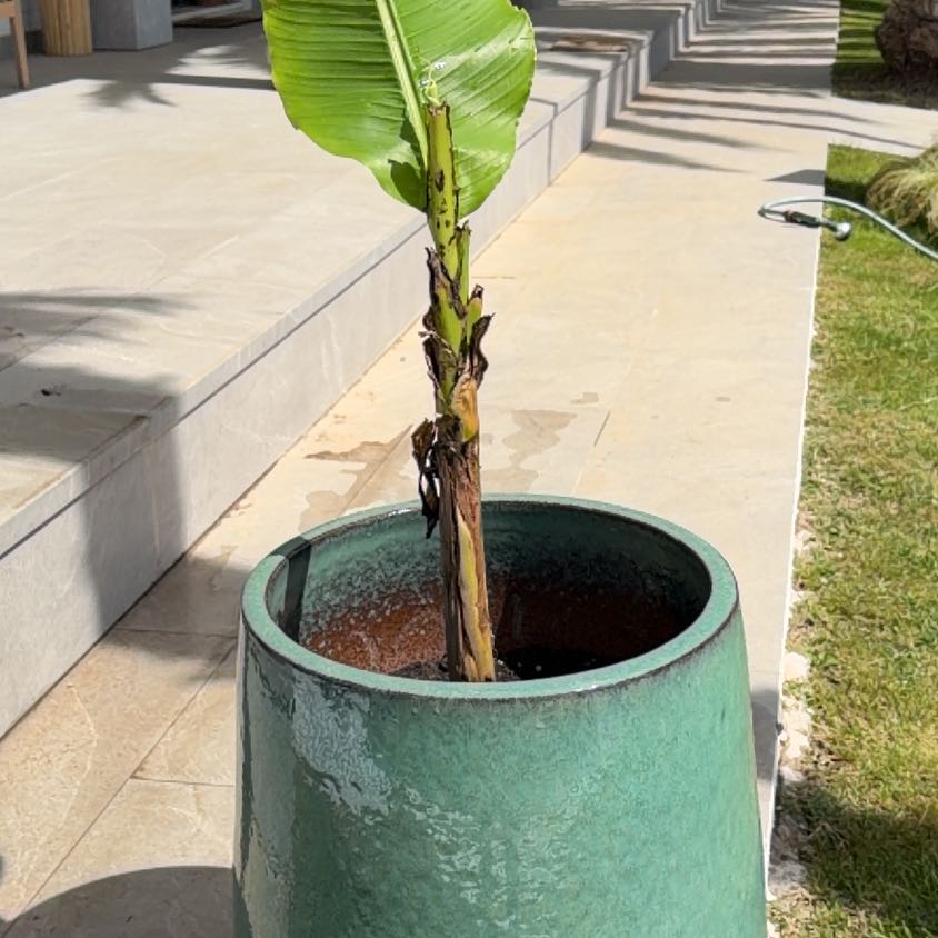 Photo of the plant species Japanese Banana by @GoldKittenears named Karine on Greg, the plant care app