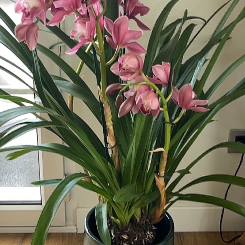 Photo of the plant species Finlayson's Cymbidium by @GoldKittenears named Sandra on Greg, the plant care app