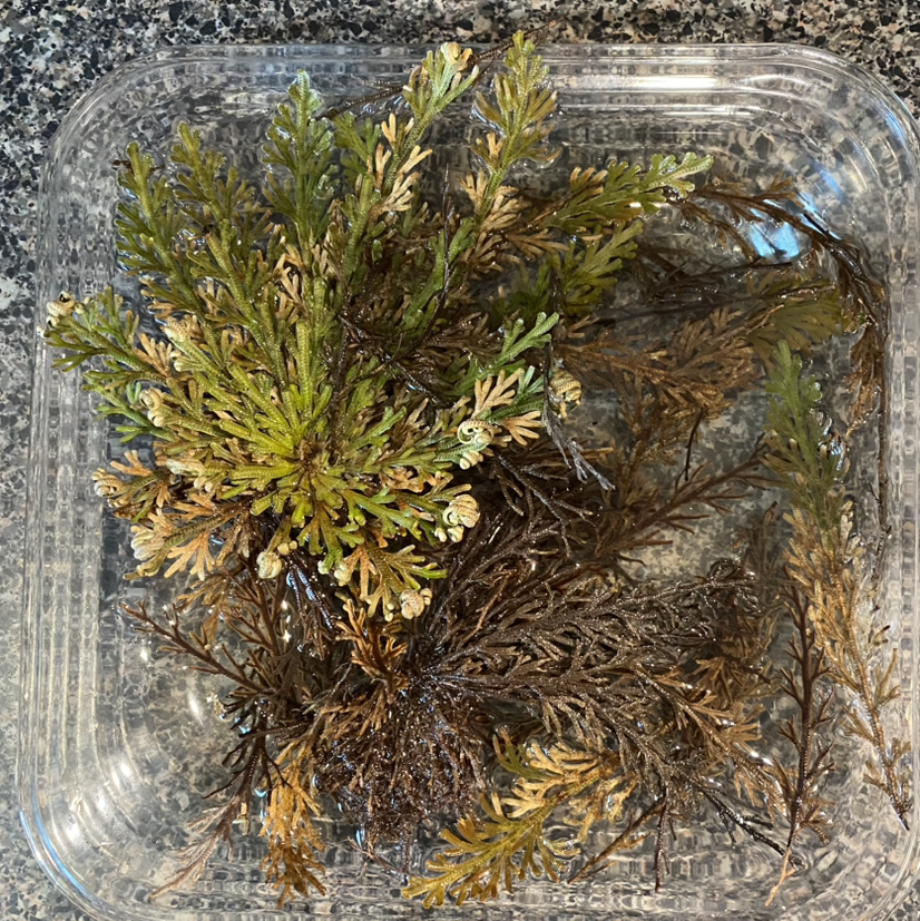 Photo of the plant species Rose of Jericho by @SageMockorange named Queen on Greg, the plant care app