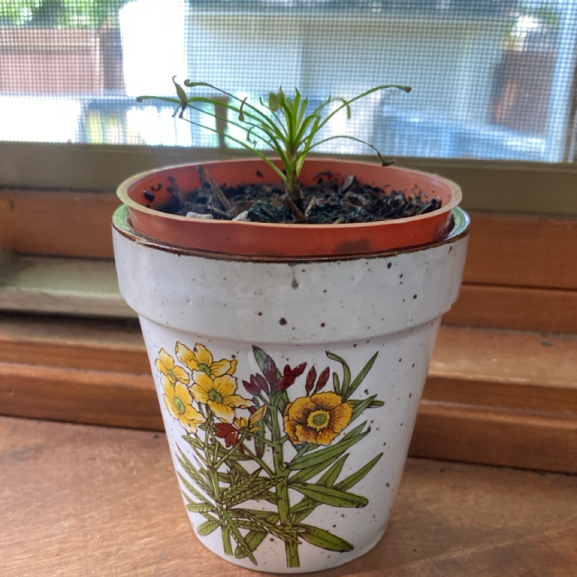 Photo of the plant species Cape Sundew by @SageMockorange named Terra on Greg, the plant care app