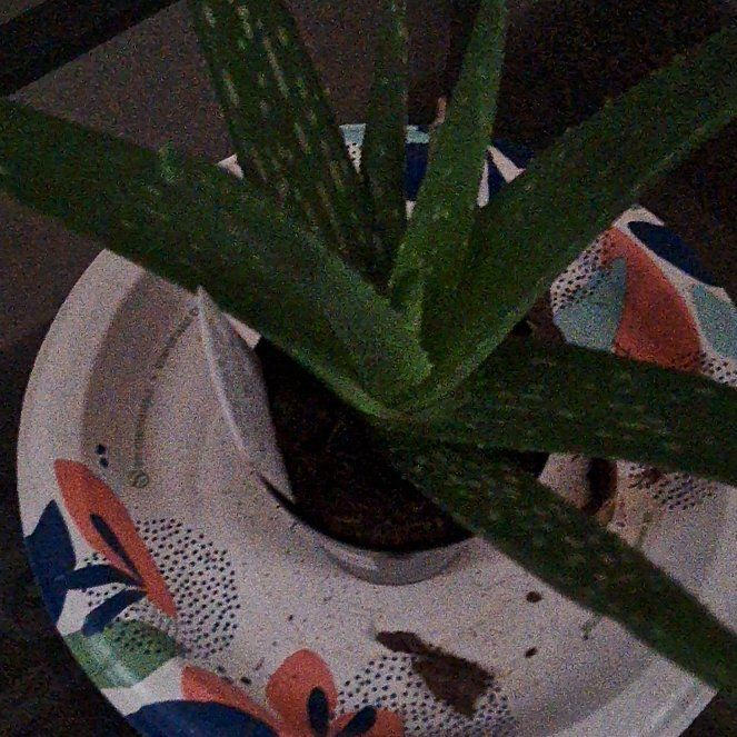 Photo of the plant species Gasteria Acinacifolia by @WideawakeFord named Xena on Greg, the plant care app