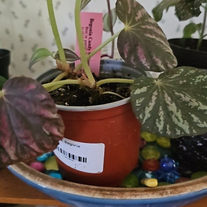 Photo of the plant species Begonia 'Candy Stripes' by @SpeedyDutchiris named Pax on Greg, the plant care app