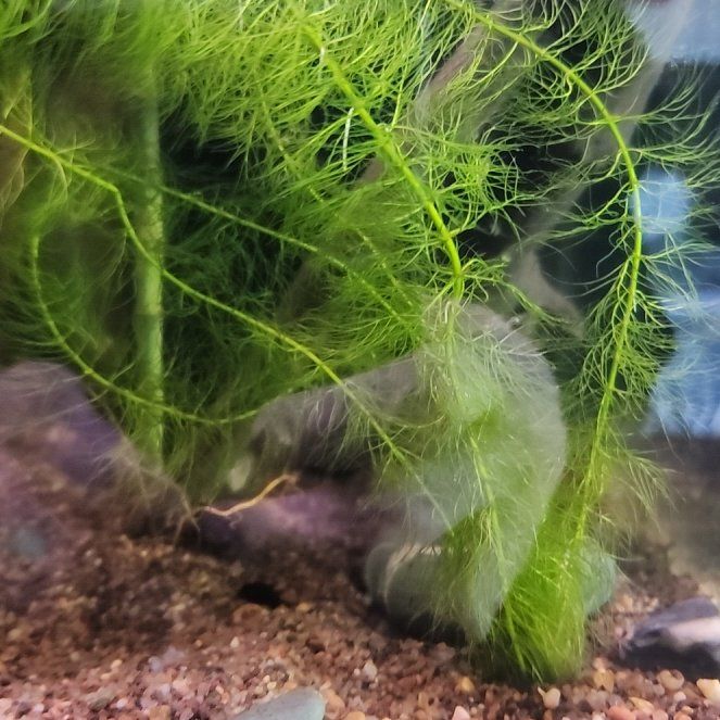 Photo of the plant species Hornwort by @TrueCloudcactus named Coco on Greg, the plant care app