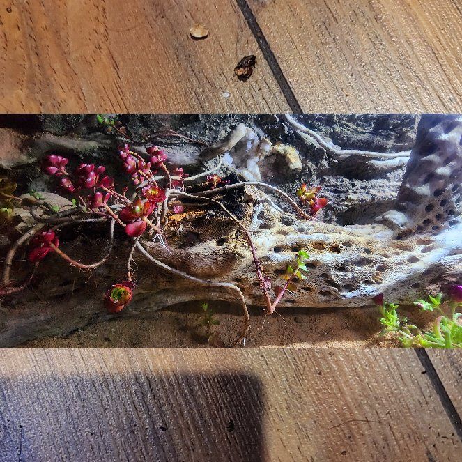 Photo of the plant species Dragon's Blood Stonecrop by @TrueCloudcactus named Forrest on Greg, the plant care app