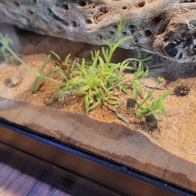 Photo of the plant species Iceplant by @TrueCloudcactus named Walt on Greg, the plant care app