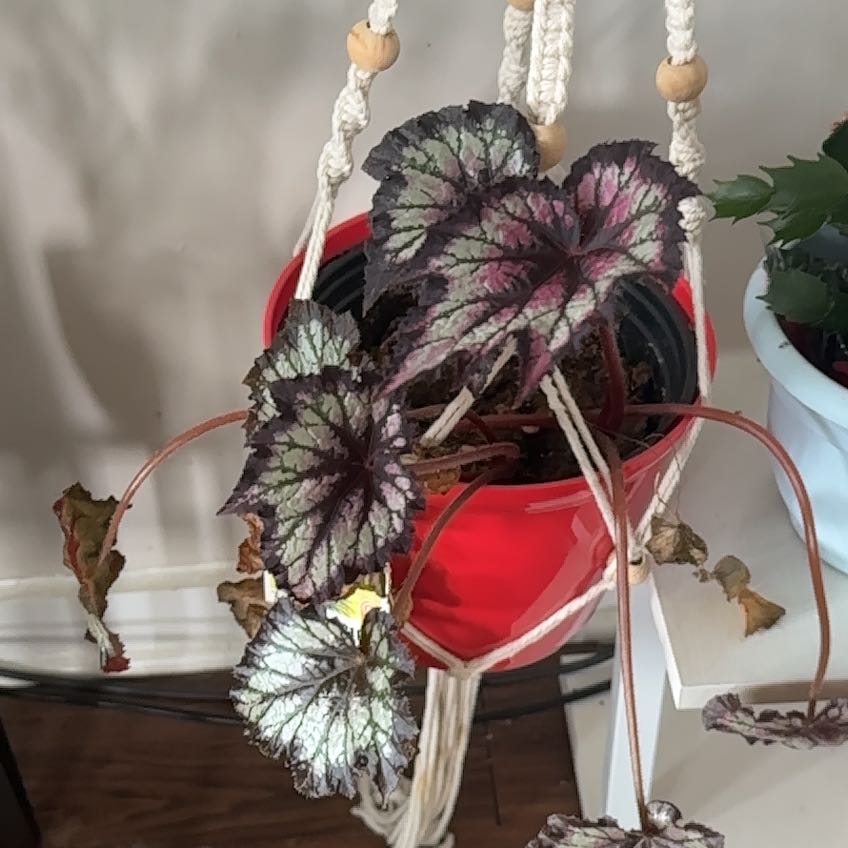 Photo of the plant species Begonia Jurassic Fire by @Breezysharp named Burgundy on Greg, the plant care app