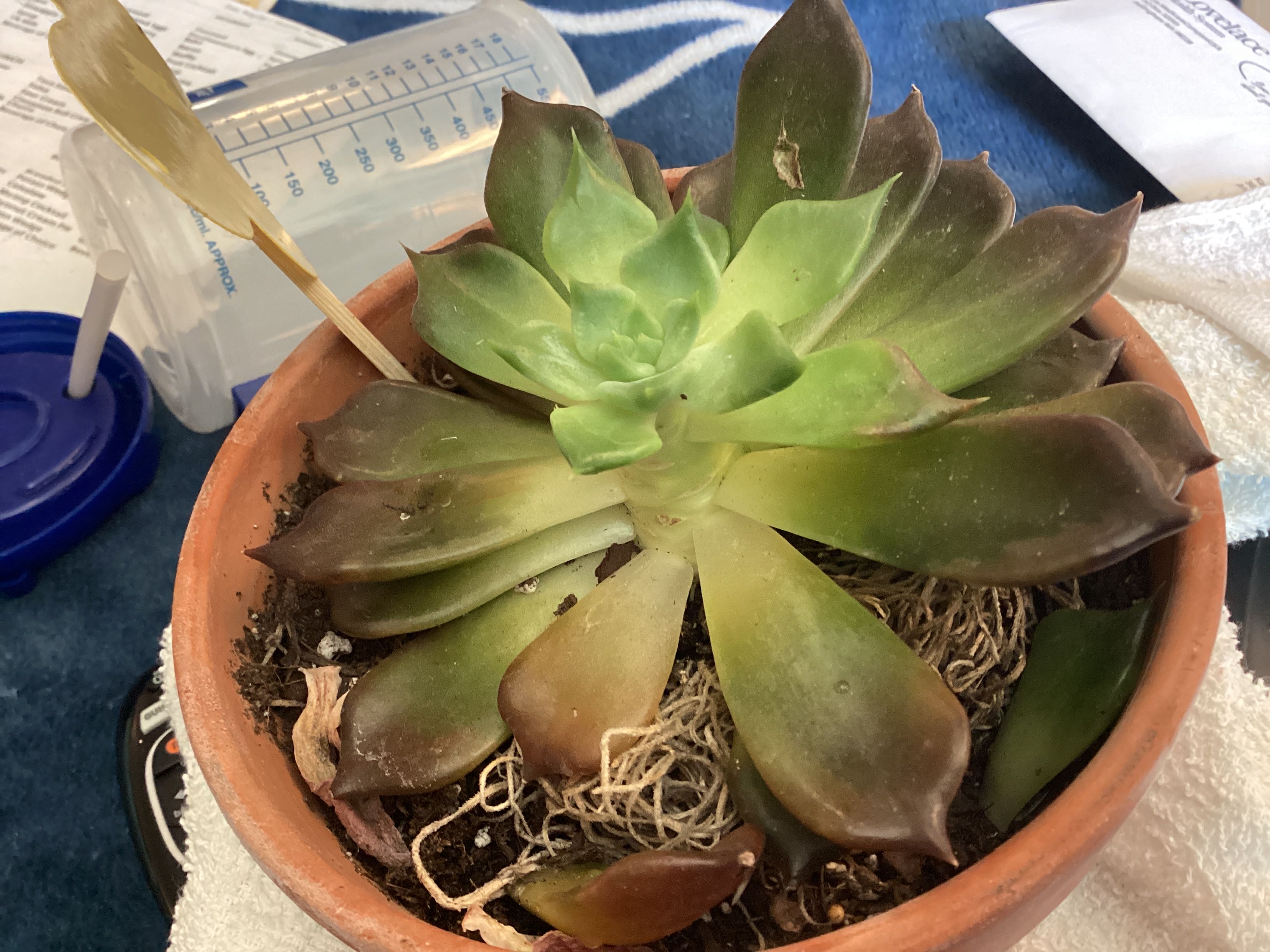 Black Rose How Much Water & Light Does it Need to Thrive?