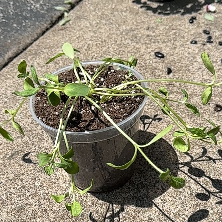 Plant care for Kohlrabi on Greg, the plant care app