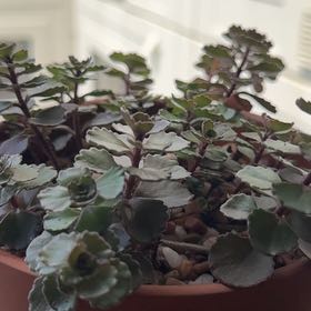 Photo of the plant species Dragon's Blood Stonecrop by @EcstaticCorkoak named Sonora on Greg, the plant care app
