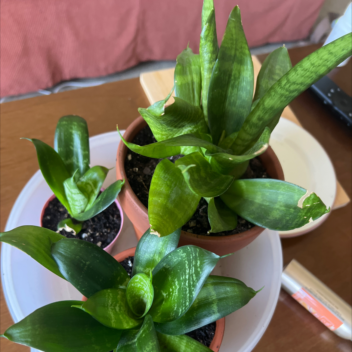 Photo of the plant species Futura Robusta Snake Plant by @samanthatz named Harmony on Greg, the plant care app