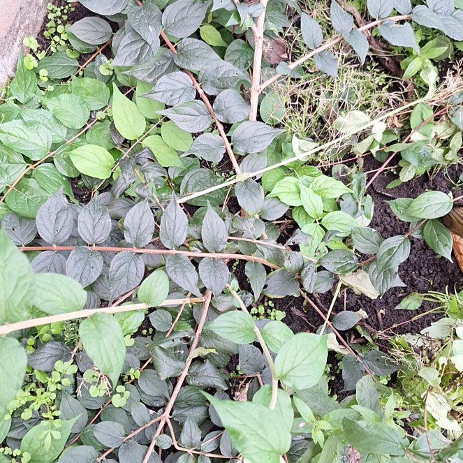 Photo of the plant species Coralberry by @RootedBluebroom named Doja Cat on Greg, the plant care app