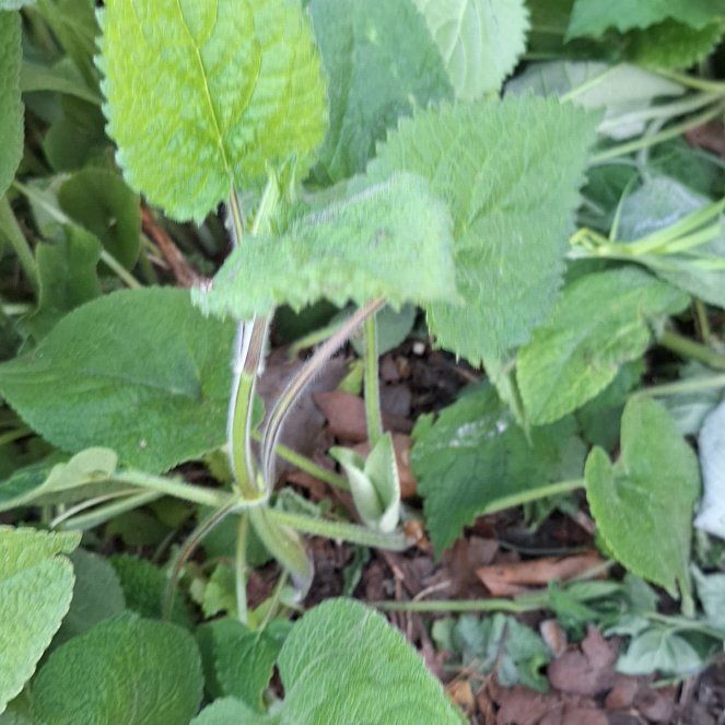 Photo of the plant species Coastal Hedgenettle by @RootedBluebroom named Darwin on Greg, the plant care app