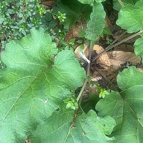 Photo of the plant species Great Burdock by @FacileBluebill named Naomi on Greg, the plant care app