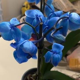 Photo of the plant species Blue Orchid by @AwakeWildcelery named Icey on Greg, the plant care app
