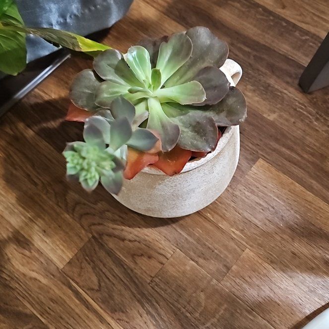 Photo of the plant species Echeveria 'Valeria' by @PurePlovereggs named Sonora on Greg, the plant care app