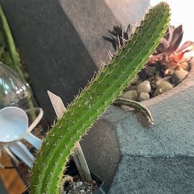 Plant care for Pisac Cactus on Greg, the plant care app