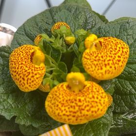 Photo of the plant species Calceolaria alba by @FastCherryred named Mochi on Greg, the plant care app