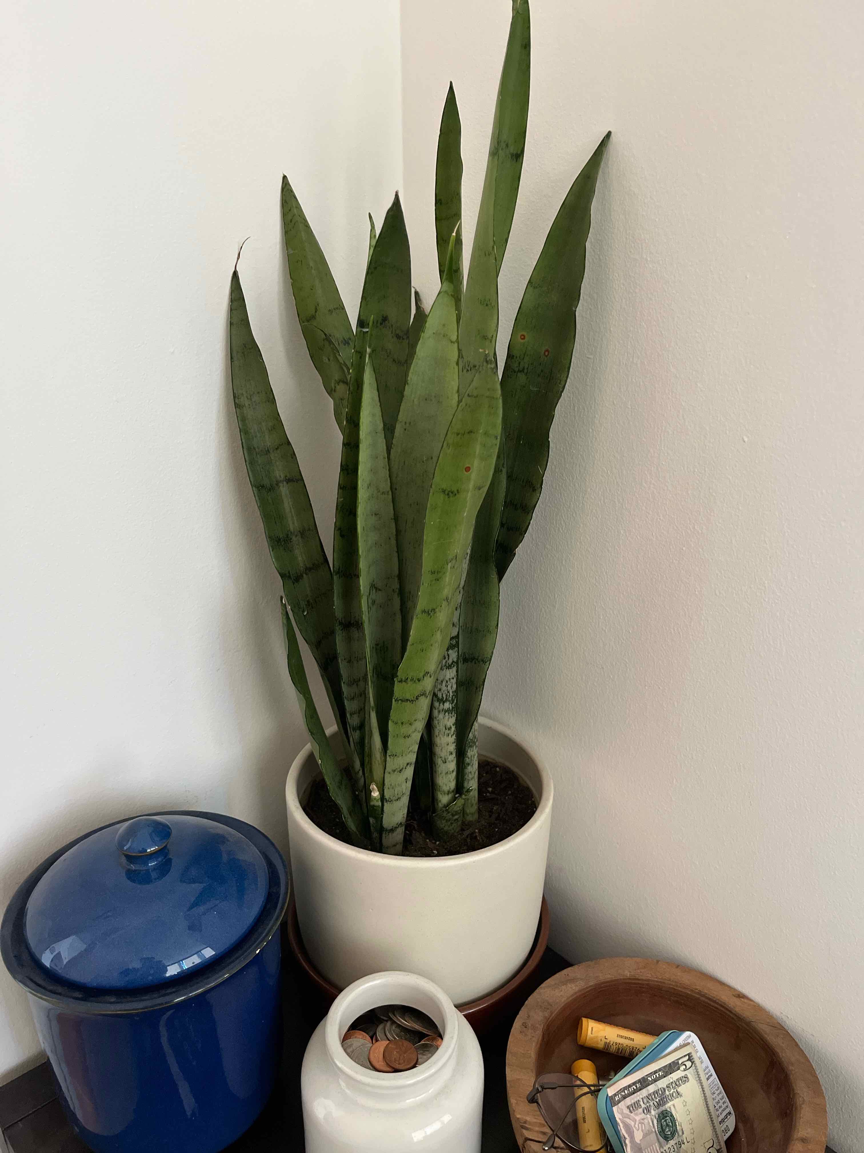 Photo of the plant species Ceylon Bowstring Hemp by @cobobe named Morgan Treeman on Greg, the plant care app