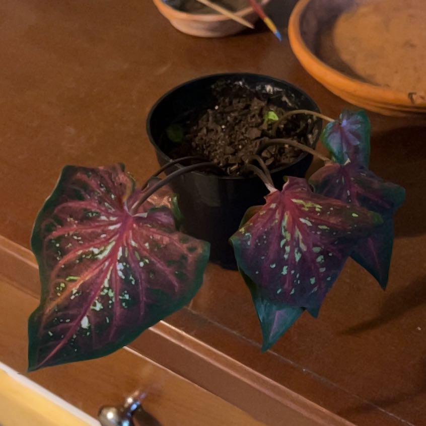 Photo of the plant species Caladium Scarlet Flame by @PoliteBrooklime named Huckleberry Fern on Greg, the plant care app