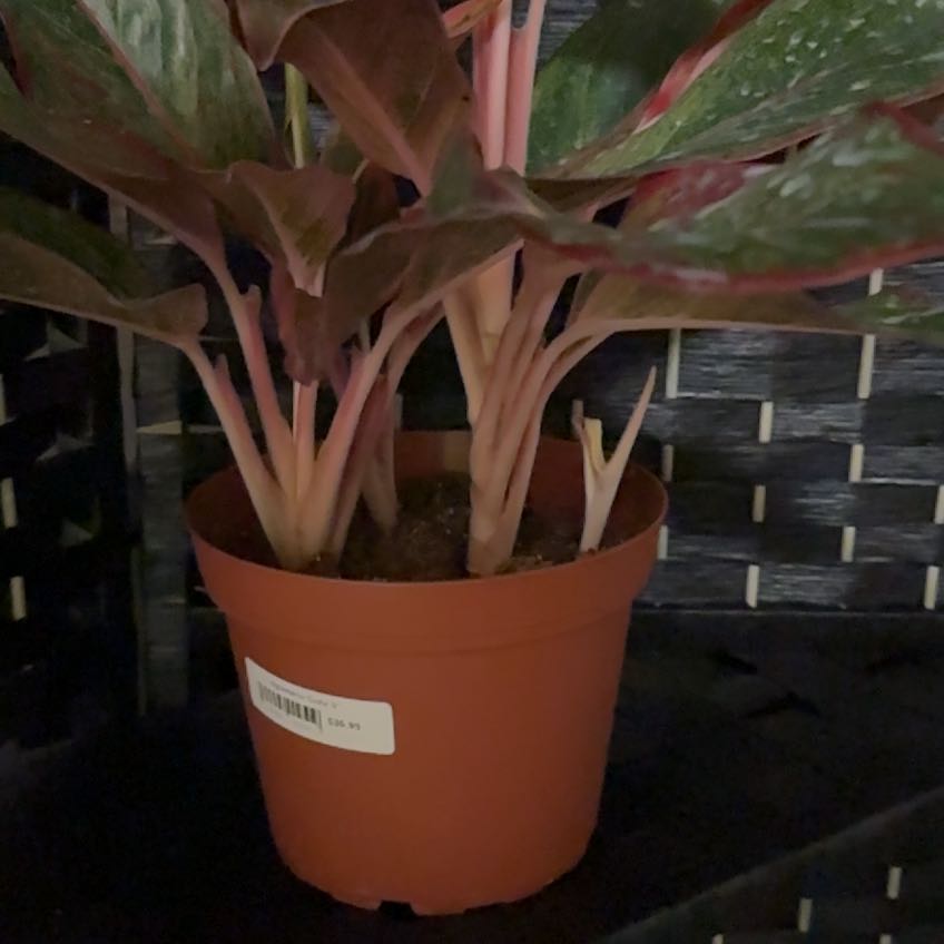 Photo of the plant species Red Chinese Evergreen by @FitDesertbells named Oscar on Greg, the plant care app