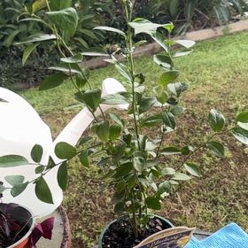 Photo of the plant species Powder Blue Blueberry by @RichSnowgentian named Lola on Greg, the plant care app