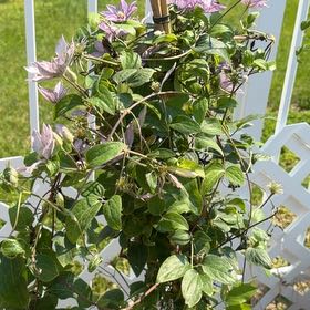 Photo of the plant species Italian Leather Flower by @PetRedskinonion named Navajo on Greg, the plant care app